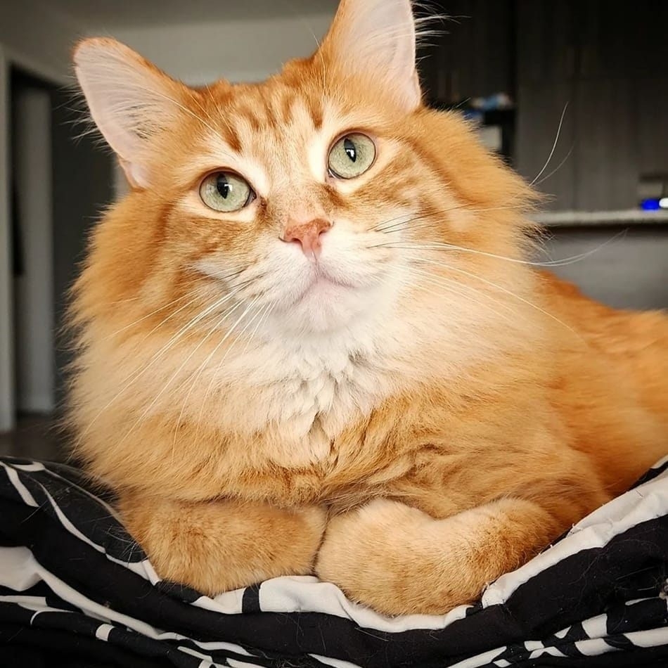 Walter the Catt Fans