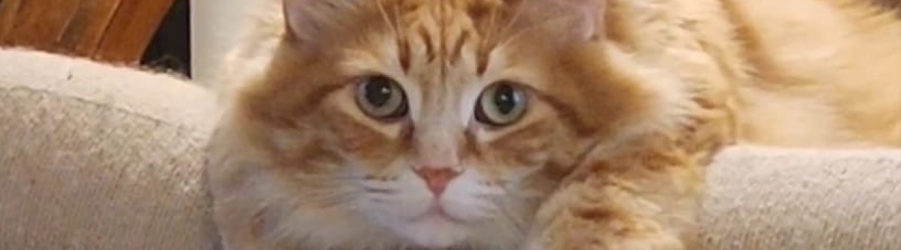 Walter the Catt Fans